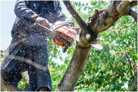 tree services Jersey Village